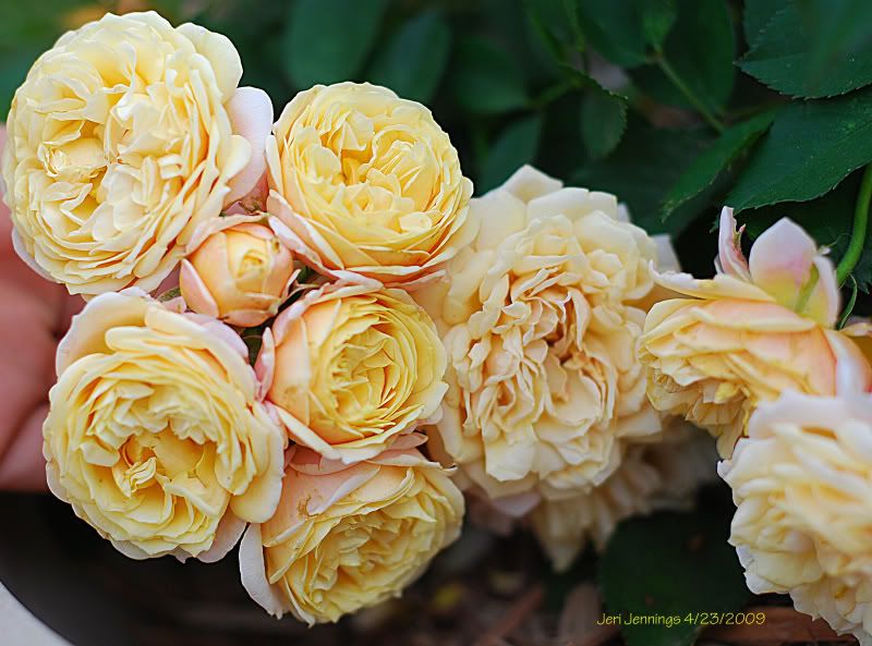  photo JJennings2.jpg